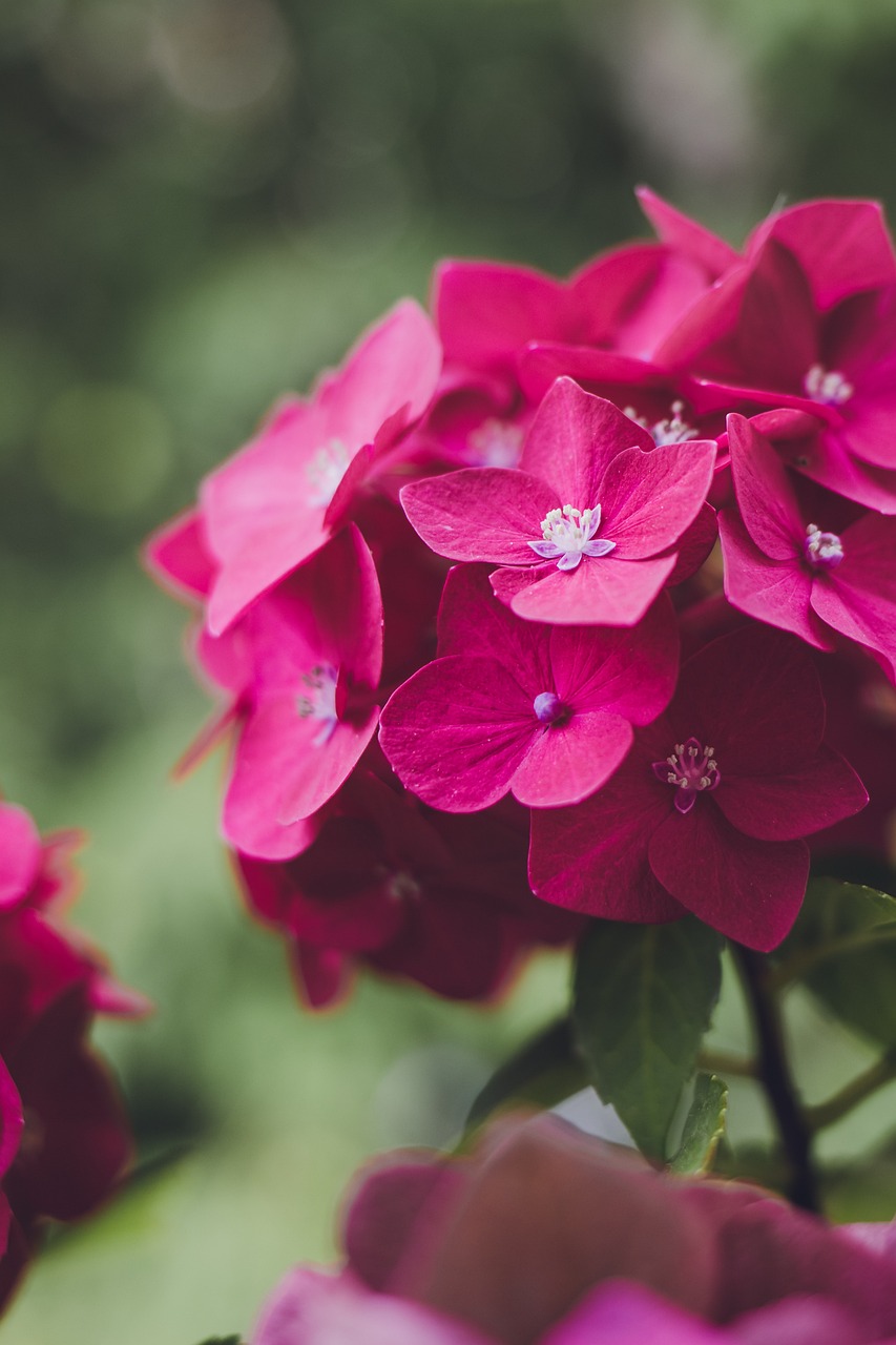 Nintendo's Talking Flower Gets Price Cut Amid Switch 2 Rumors and Stock Dip