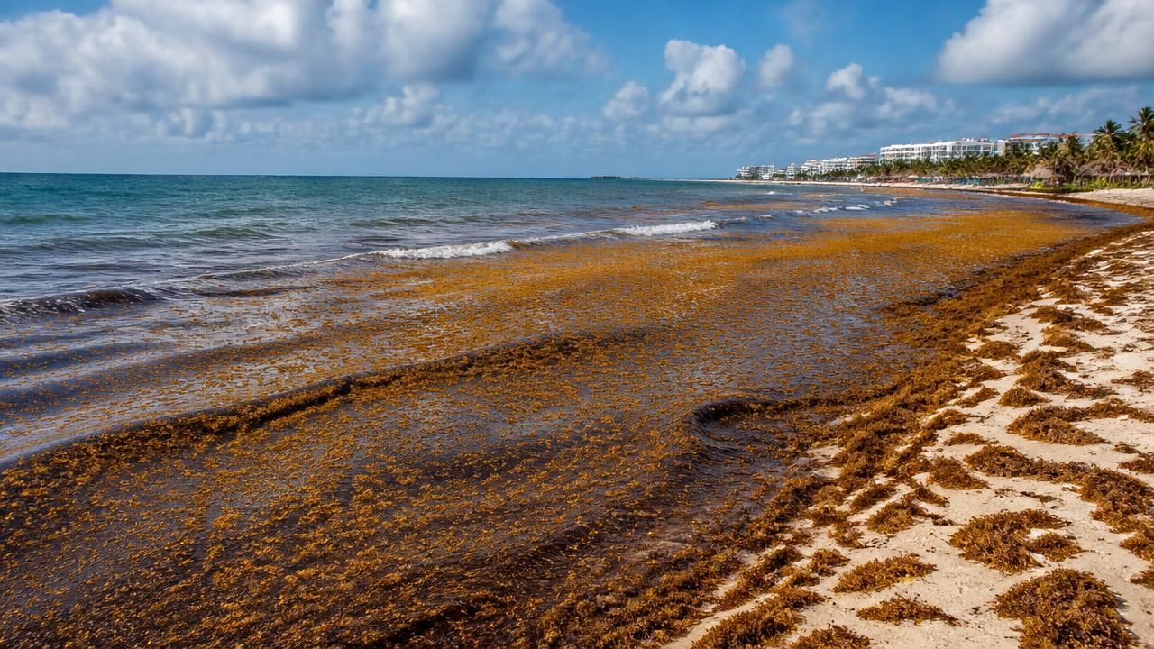 Record-Sized Sargassum Bloom Threatens Caribbean and Florida Beaches