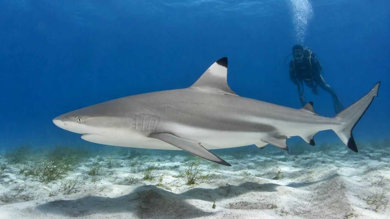 Sharks Can Hear Sounds Nearly 250 Feet Away and Pinpoint Their Source, Study Finds
