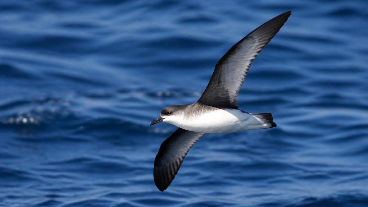 Study Finds Manx Shearwaters Can Jet-Lag Themselves — and It Skews Their Sun Compass