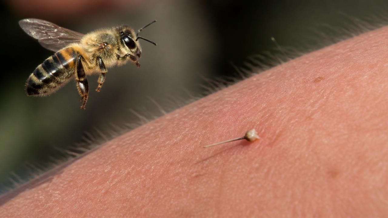 High-speed video reveals honey bee stingers work as a double-piston pump after detachment